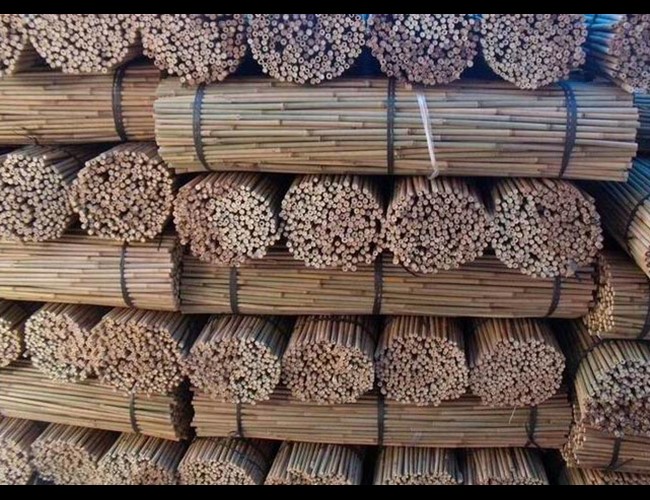 Tuteurs bambou 12/14 - 120 cm